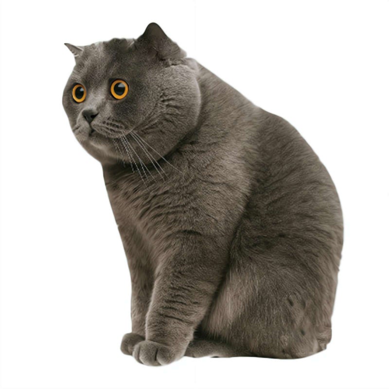 Car Funny Cat Meme Sticker, The Cat Meme Sticker Decal Waterproof, Cute Kitten Decals for Cars, Laptop, Wall, Rear Window, Bumper, Humorous Automotive Decoration for Trucks -3.90" - Image 1